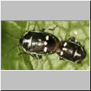 Eurydema oleraceum - Kohlwanze 08.jpg